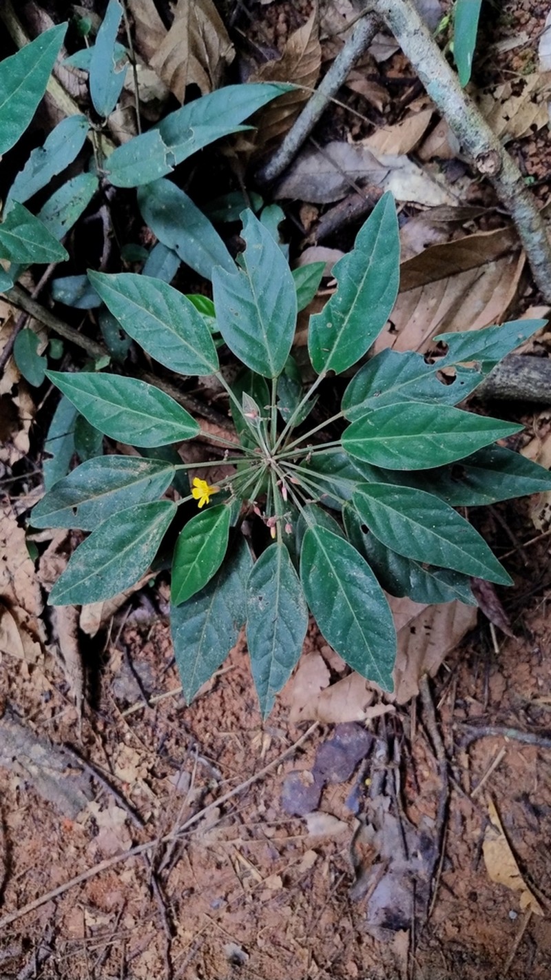 Oxalis capixaba photo 2