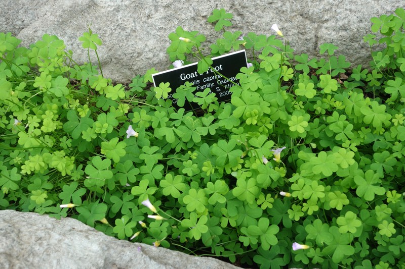 Oxalis caprina