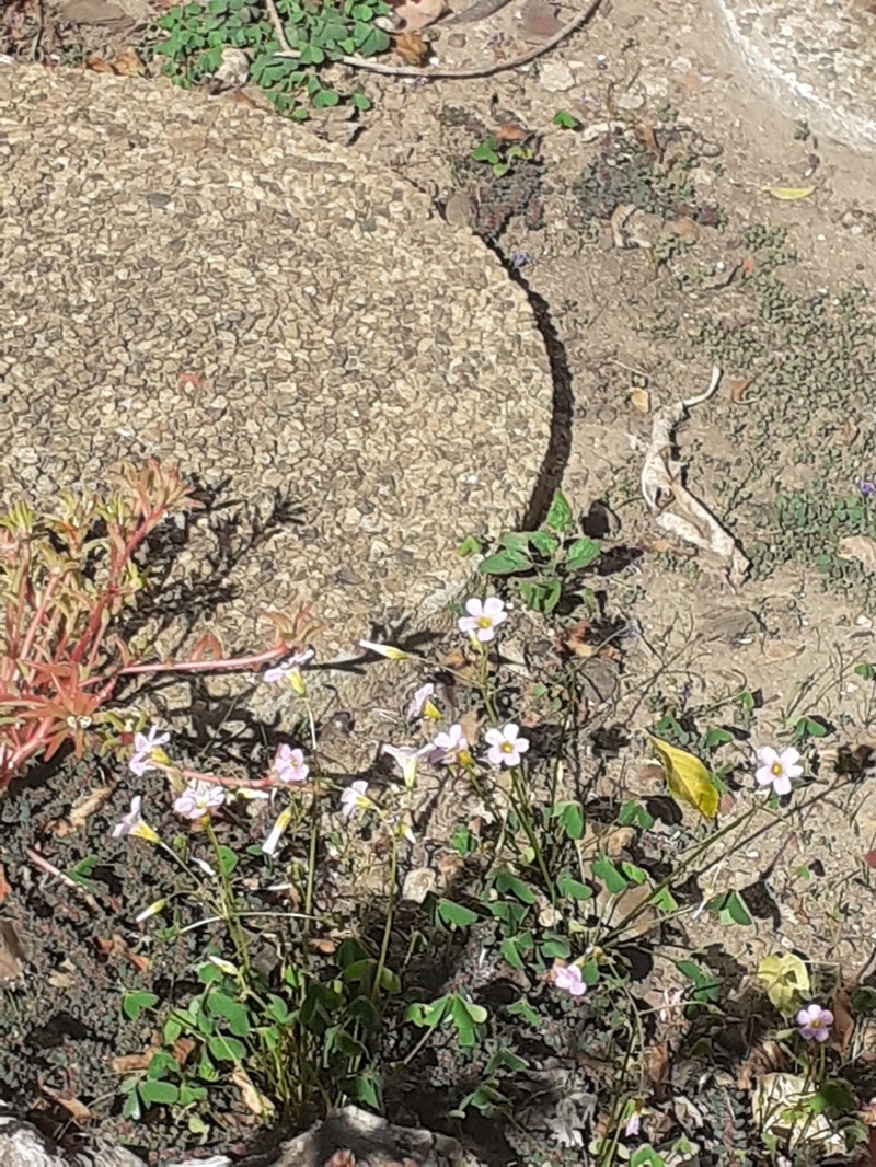 Oxalis caprina photo 2