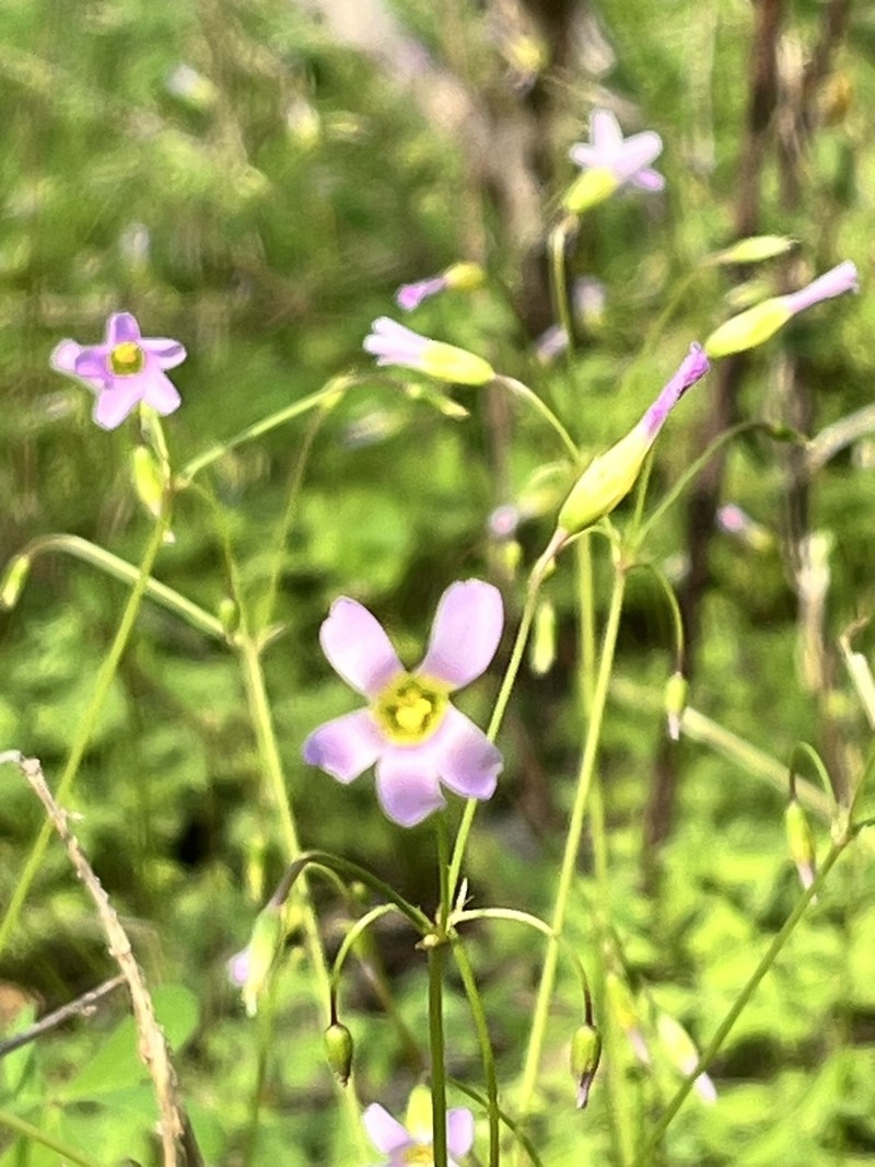 Oxalis caprina photo 3