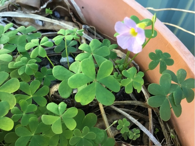 Oxalis caprina photo 4
