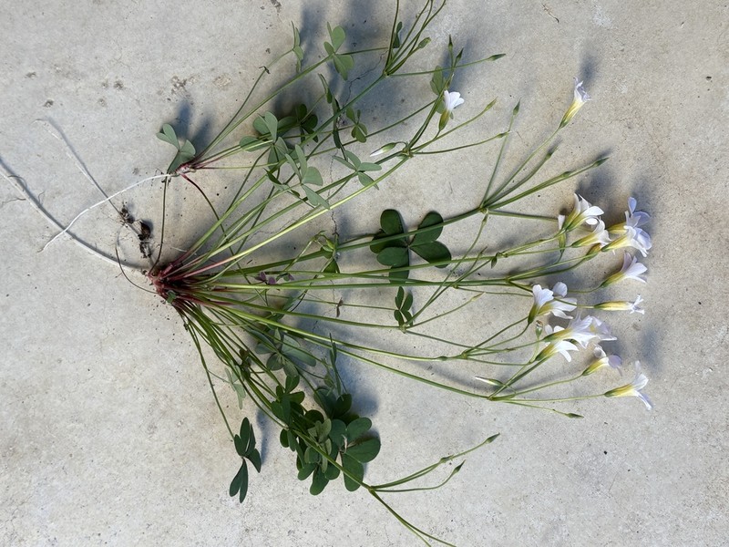 Oxalis caprina photo 5