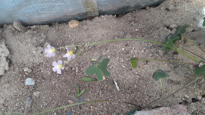 Oxalis caprina photo 6