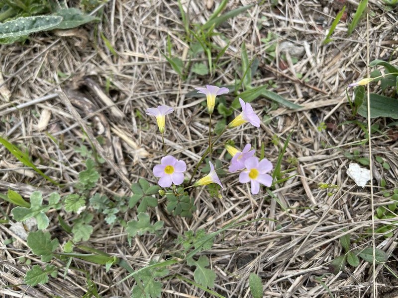 Oxalis caprina photo 7