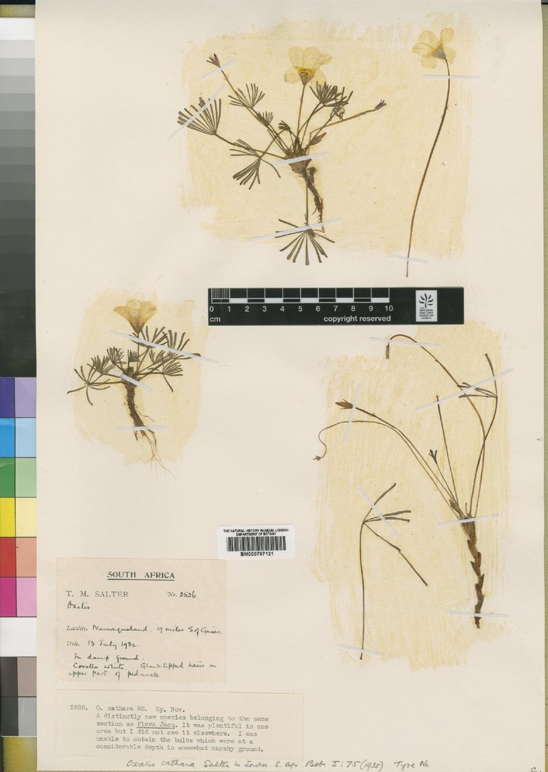 Oxalis cathara