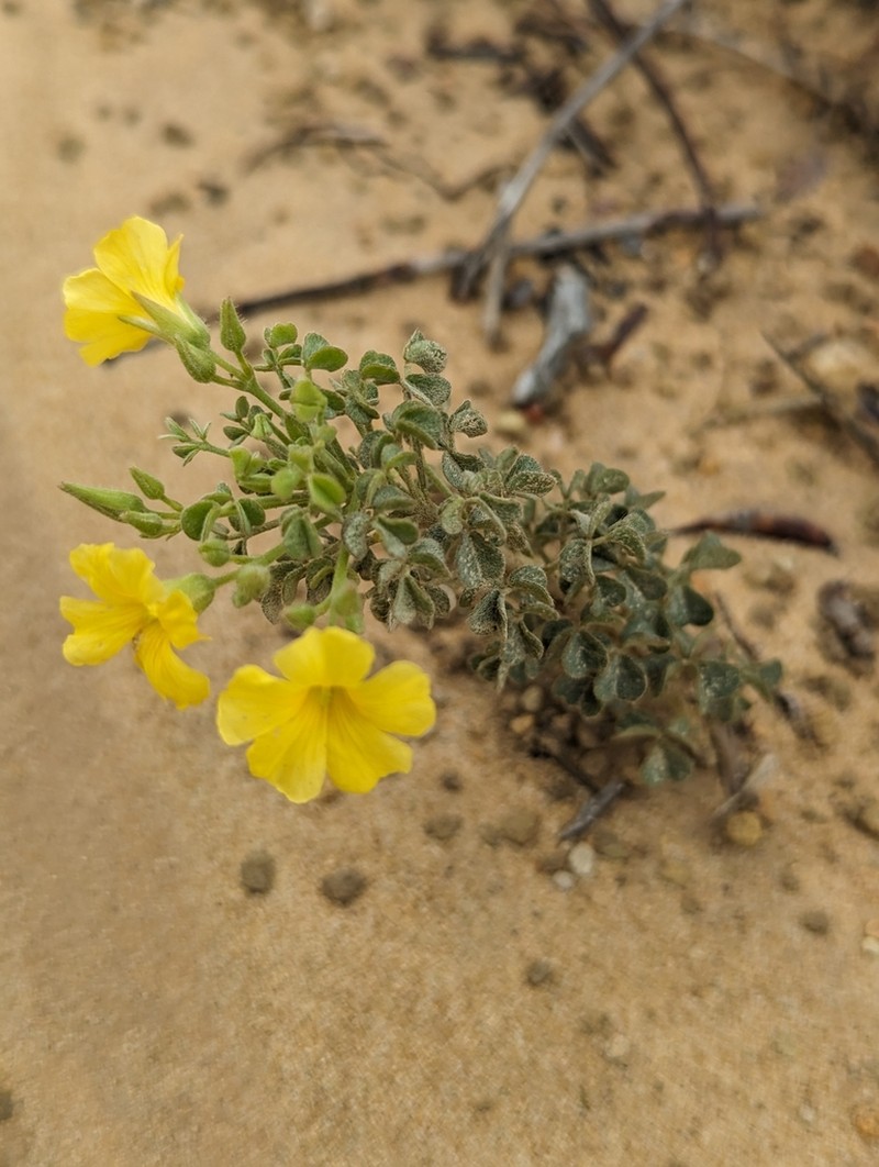 Oxalis cerradoana