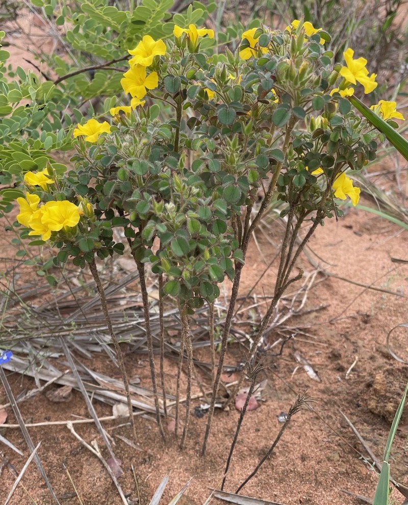 Oxalis cerradoana photo 2