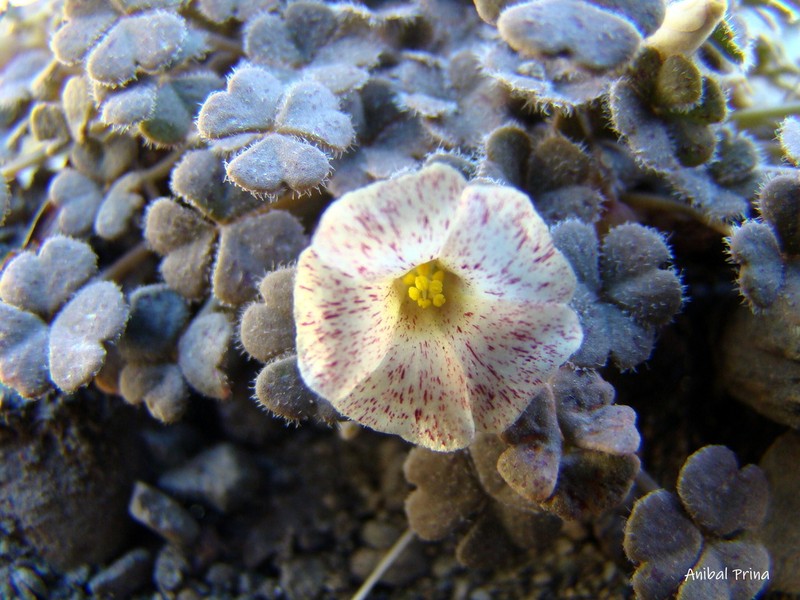 Oxalis chachahuensis