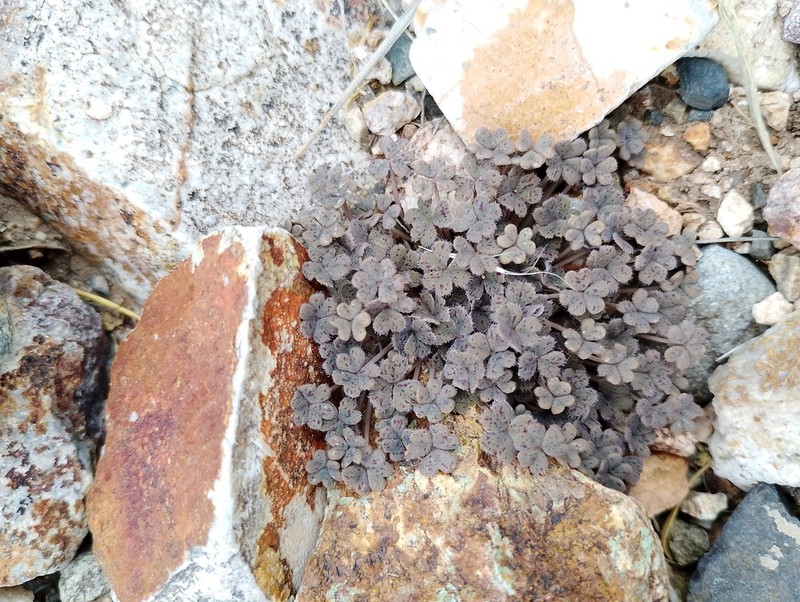 Oxalis chachahuensis photo 2