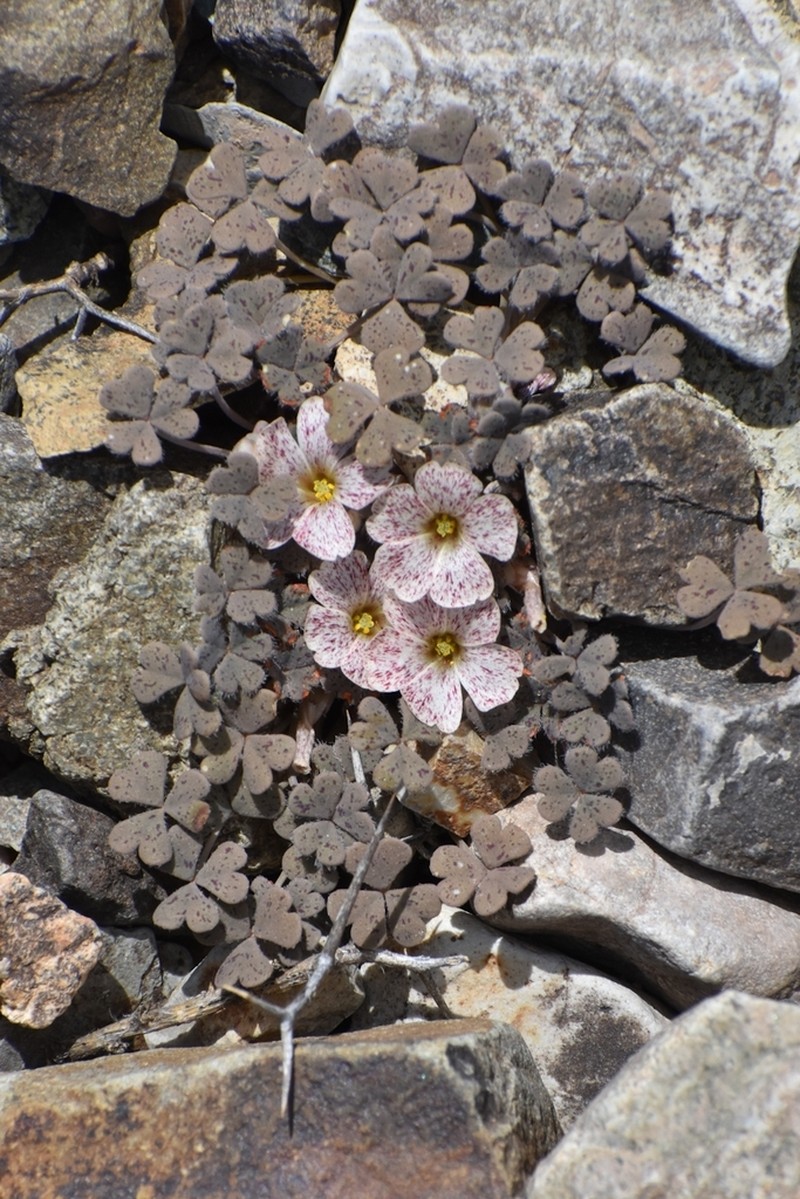 Oxalis chachahuensis photo 4