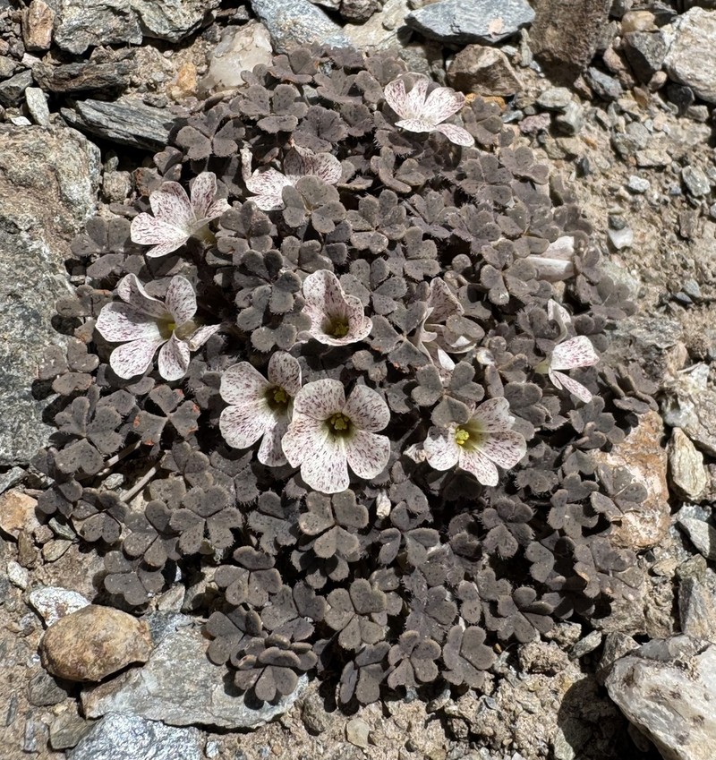 Oxalis chachahuensis photo 5