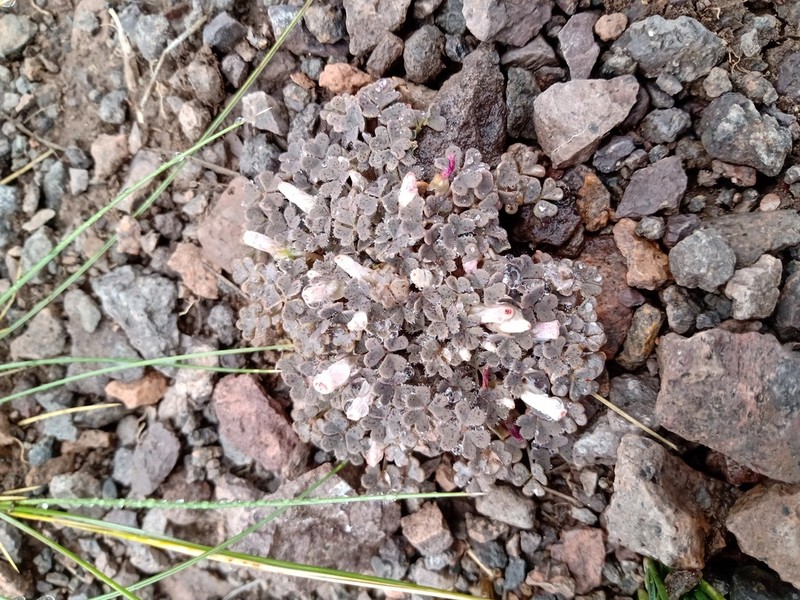 Oxalis chachahuensis photo 6