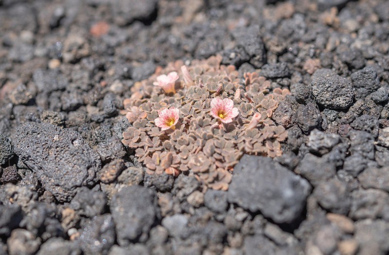 Oxalis chachahuensis photo 7