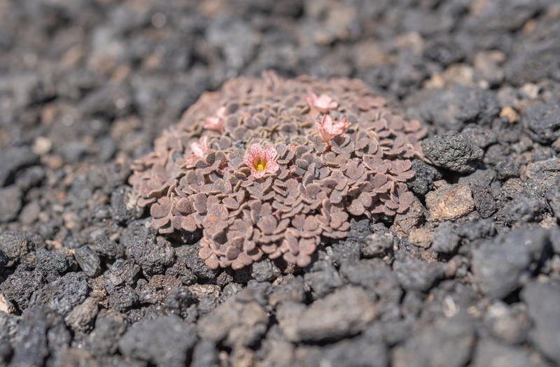 Oxalis chachahuensis photo 8