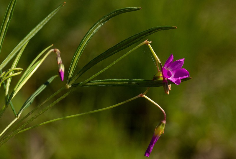 Oxalis chapmaniae
