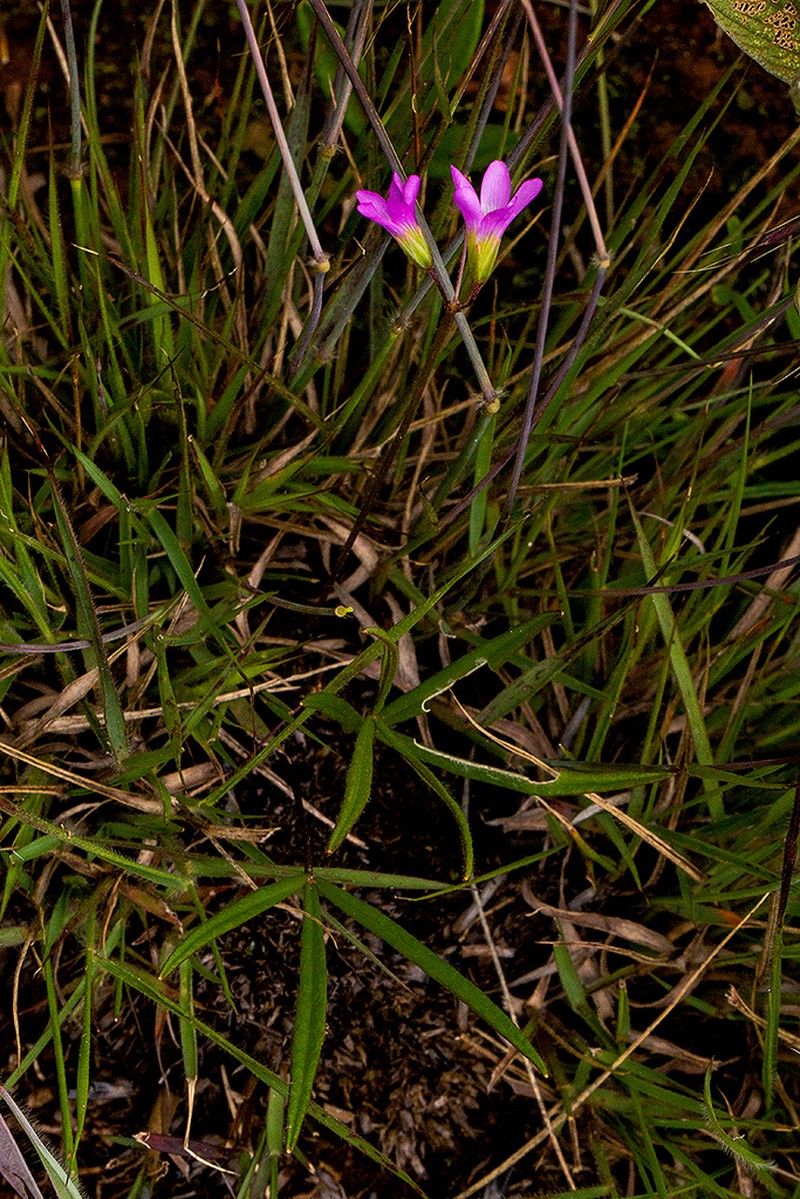 Oxalis chapmaniae photo 2