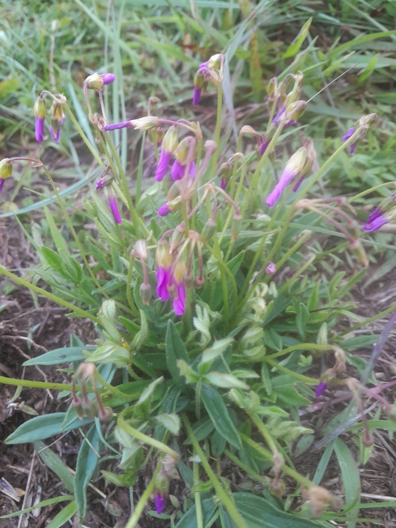 Oxalis chapmaniae photo 3