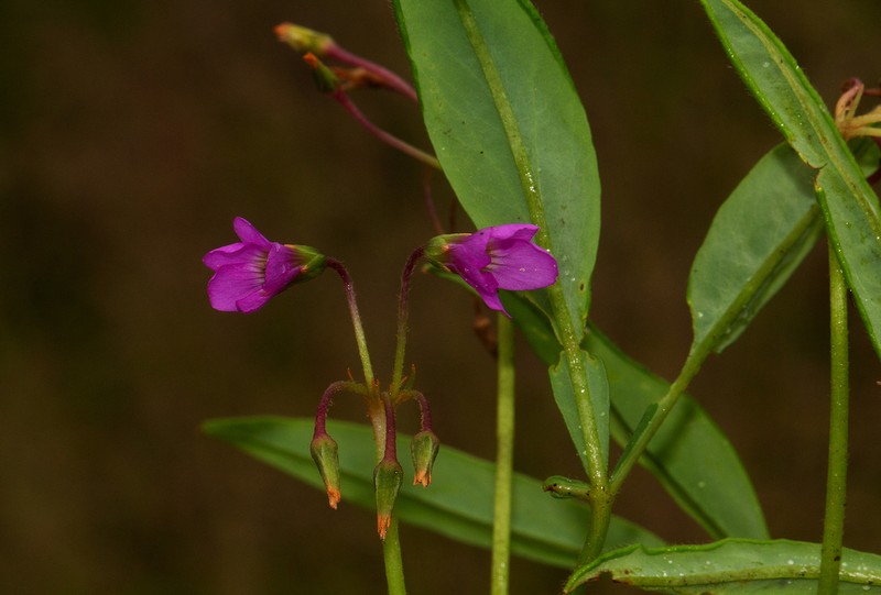 Oxalis chapmaniae photo 4