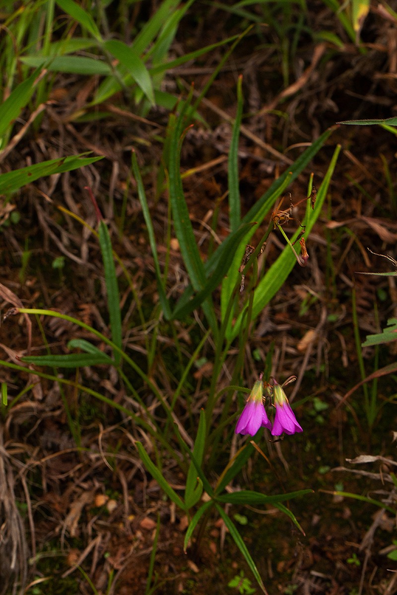 Oxalis chapmaniae photo 5