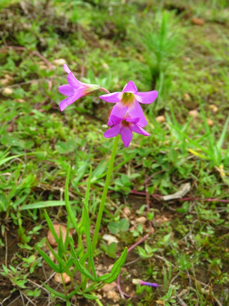 Oxalis chapmaniae photo 6