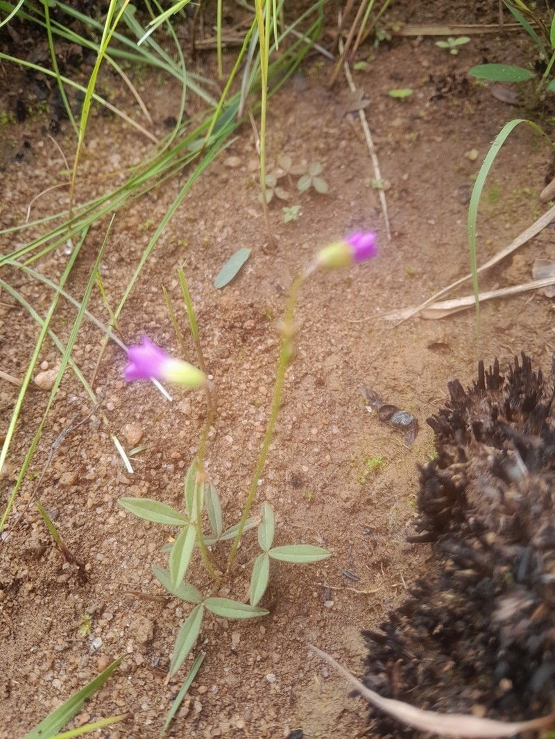 Oxalis chapmaniae photo 7