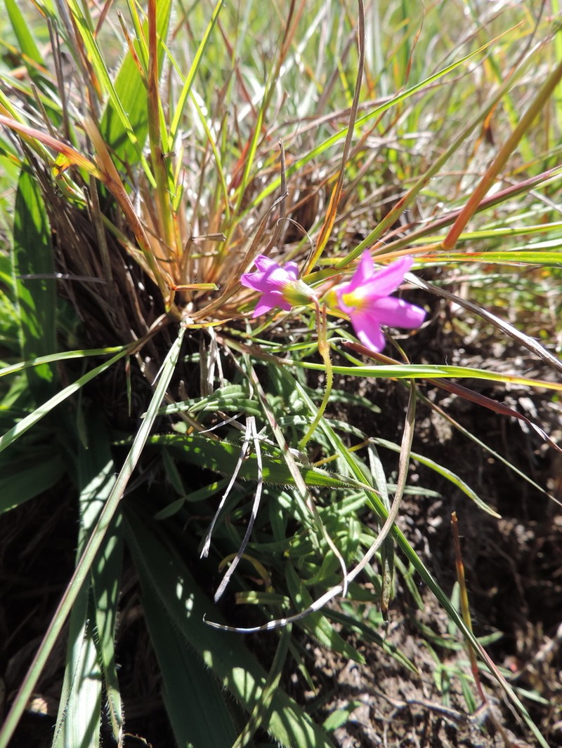 Oxalis chapmaniae photo 8