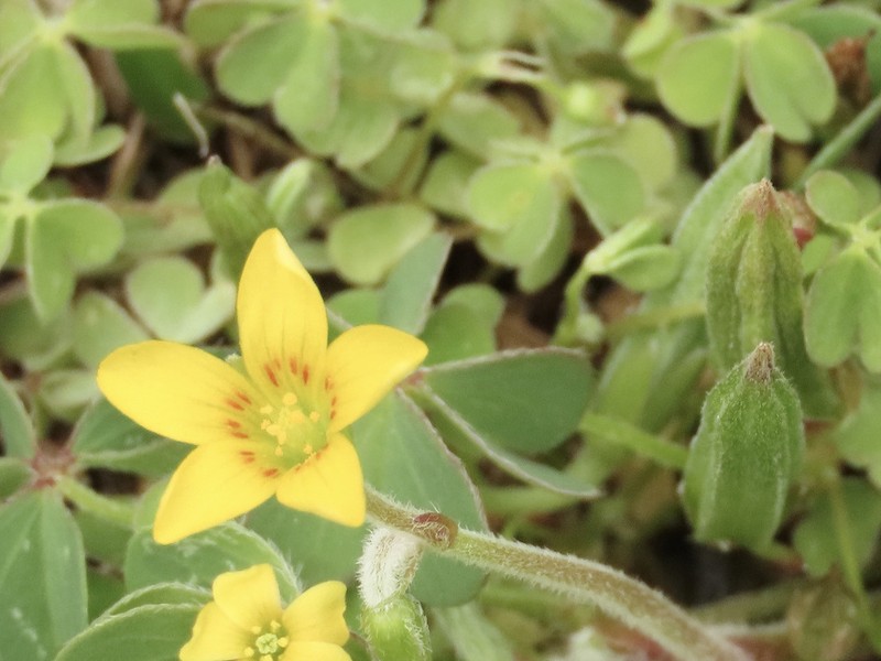 Oxalis chnoodes