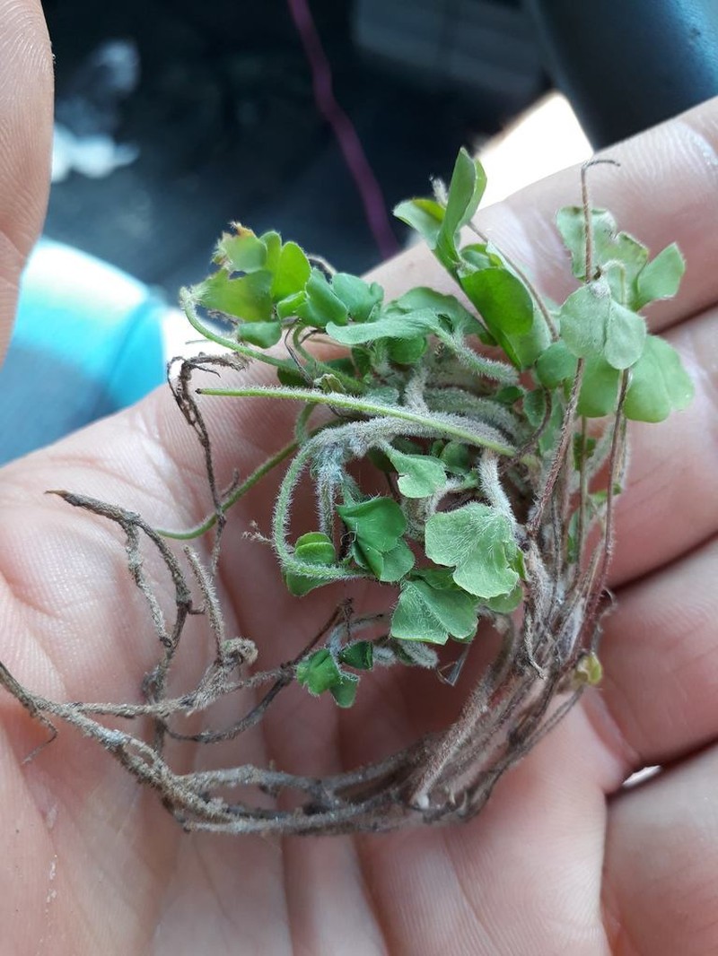 Oxalis chnoodes photo 2