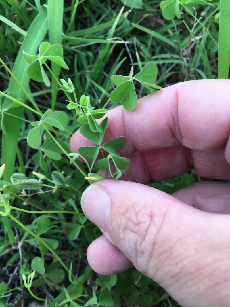 Oxalis chnoodes photo 3
