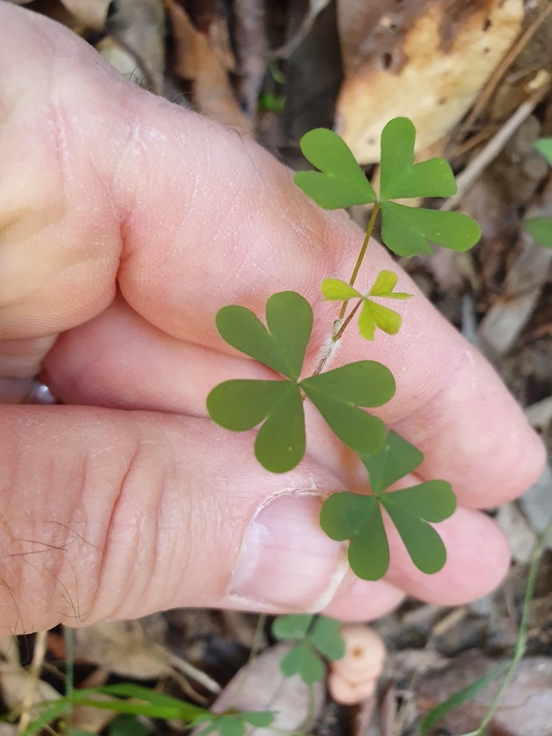 Oxalis chnoodes photo 4