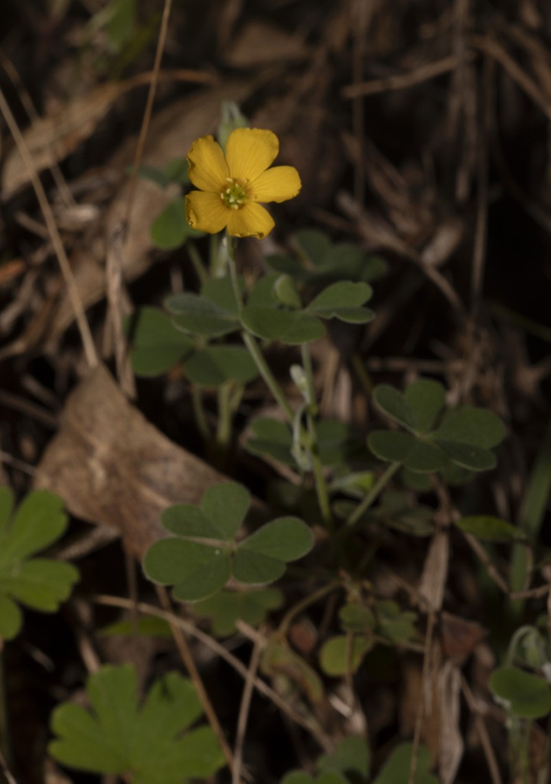Oxalis chnoodes photo 5