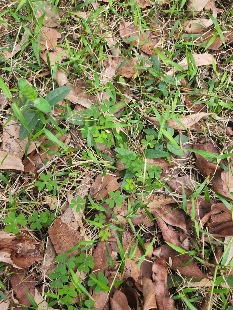 Oxalis chnoodes photo 6