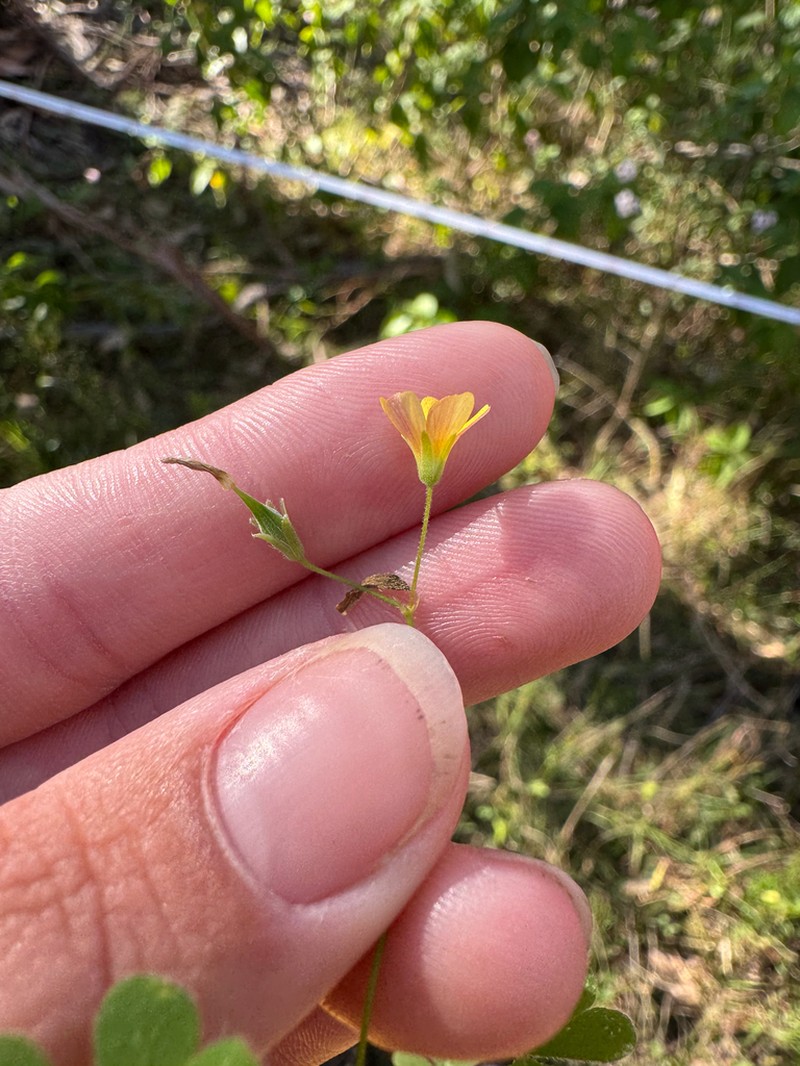 Oxalis chnoodes photo 7
