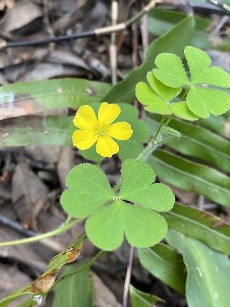Oxalis chnoodes photo 8