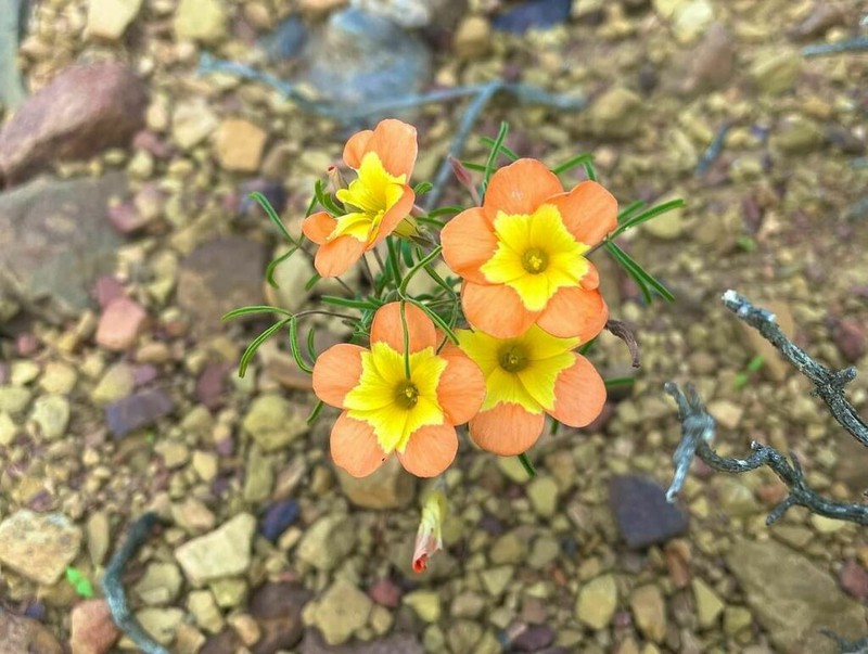 Oxalis ciliaris