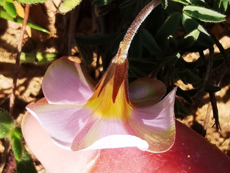 Oxalis ciliaris photo 2