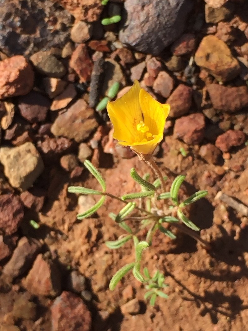 Oxalis ciliaris photo 3