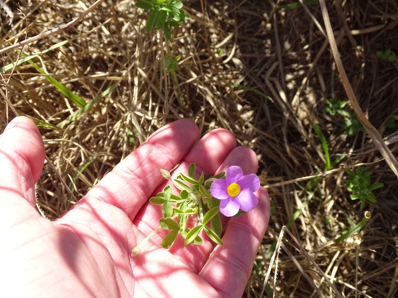 Oxalis ciliaris photo 4