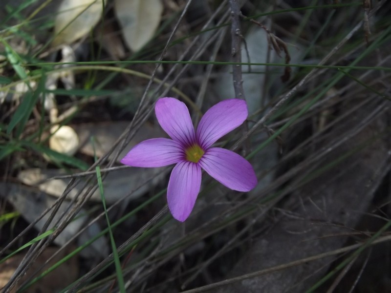 Oxalis ciliaris photo 5