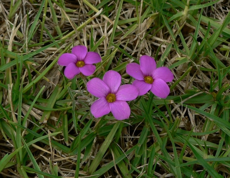 Oxalis ciliaris photo 6