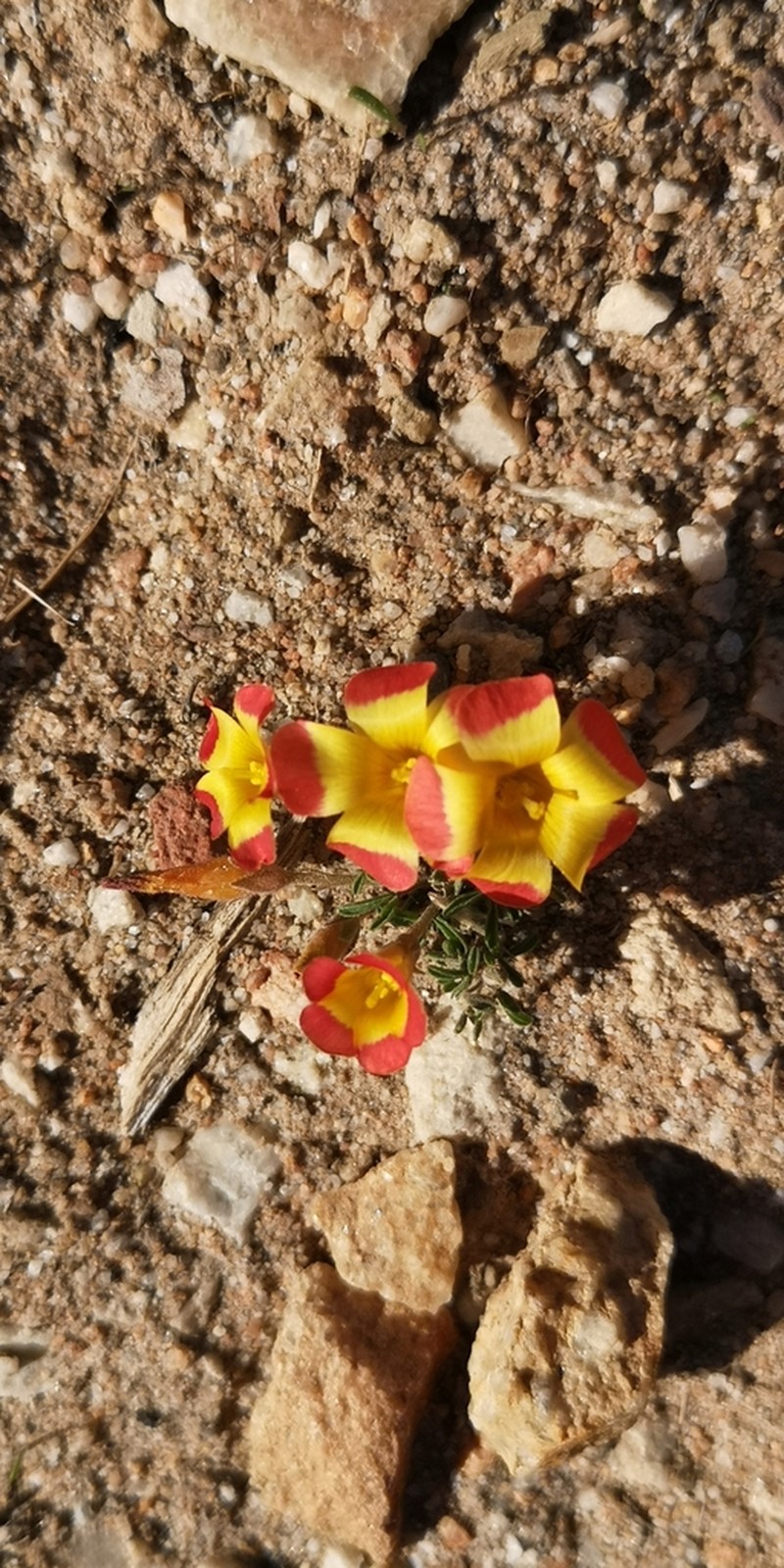 Oxalis ciliaris photo 7