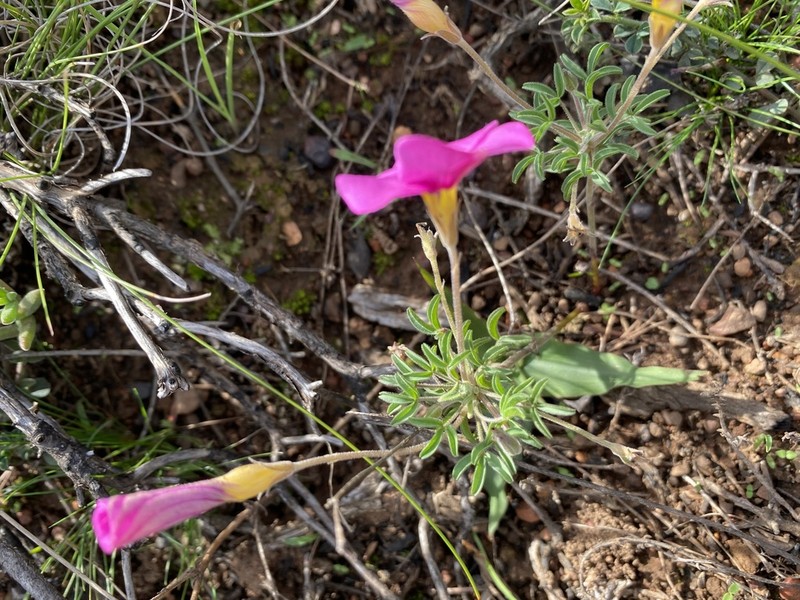 Oxalis ciliaris photo 8