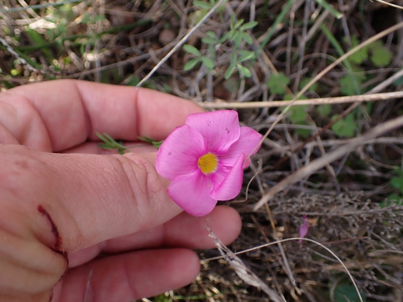 Oxalis ciliaris var. ciliaris