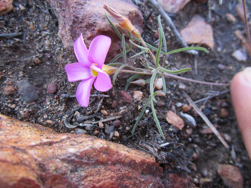 Oxalis ciliaris var. ciliaris photo 2