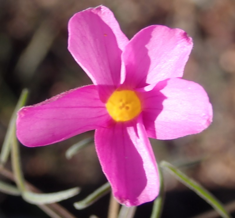Oxalis ciliaris var. ciliaris photo 3