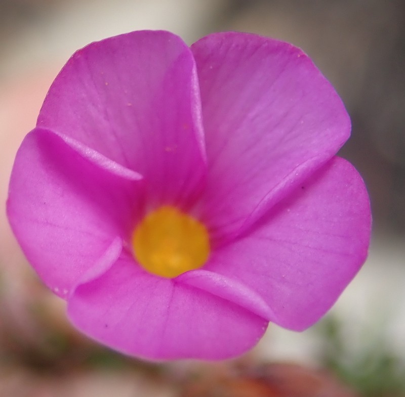 Oxalis ciliaris var. ciliaris photo 4