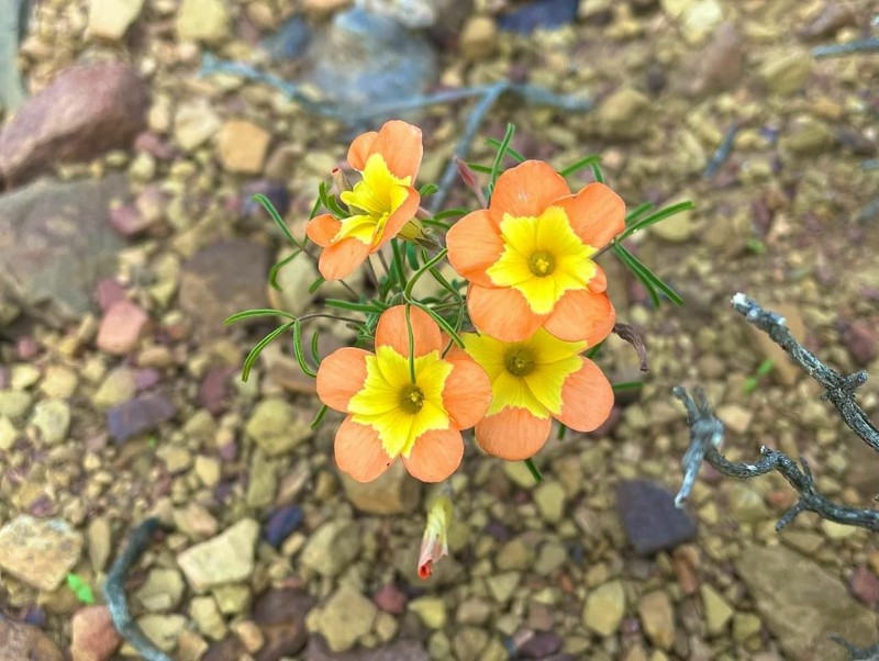 Oxalis ciliaris var. pageae