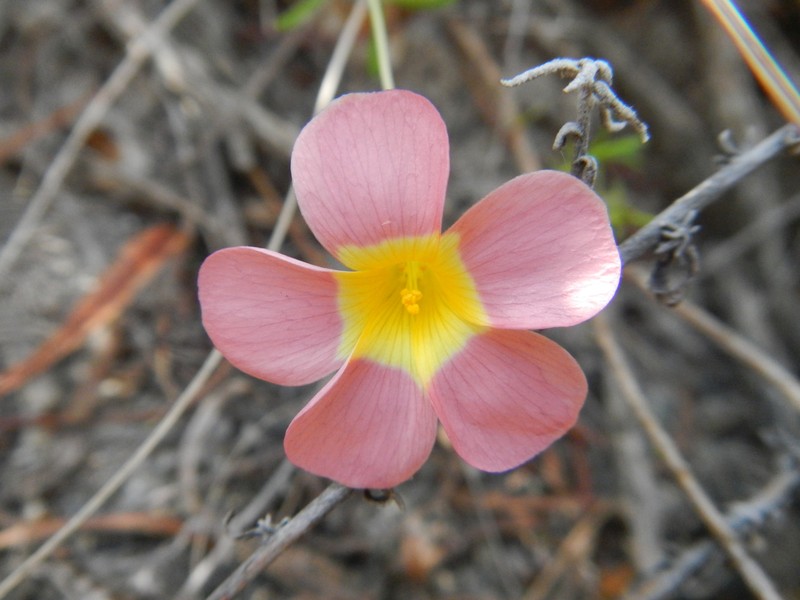 Oxalis ciliaris var. pageae photo 2