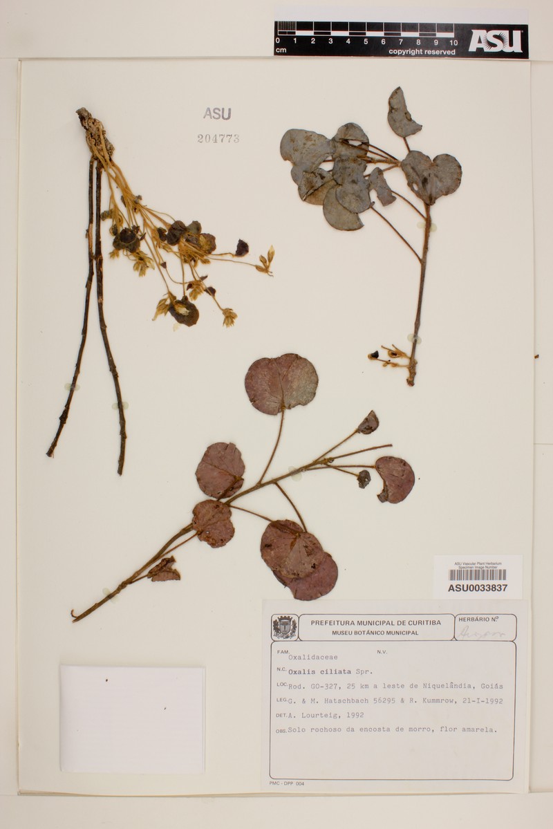 Oxalis ciliata
