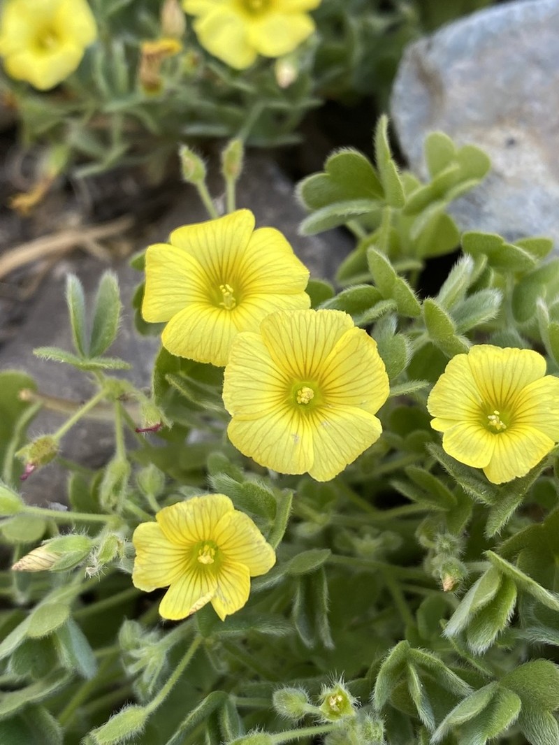 Oxalis cinerea